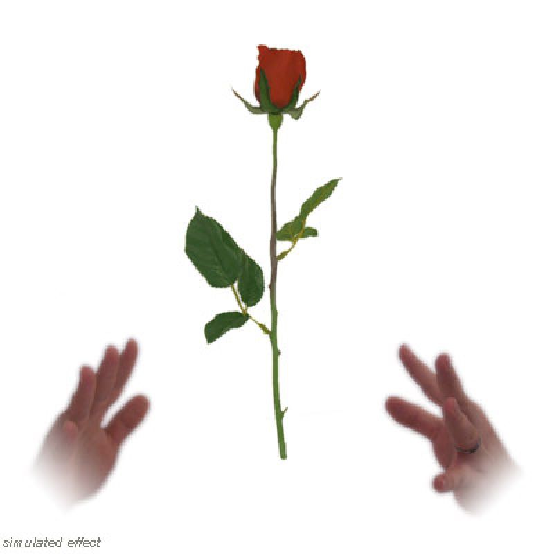 Foto Simplex Floating Rose - David R. Evangelista