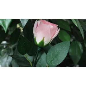 Rose Light set RED by JL Magic - Trick (VT)